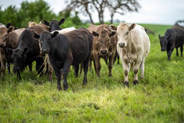 Yenilenen Aygır Angus, Wagyu, Murray Grey, Süt Ürünleri ve sığır İnekleri ve bir tarlada otlayan boğalar. Hayvanlar organik ve serbest tarım çiftliğinde yetiştiriliyor.