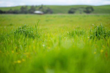 yeşil çimenler tarlada