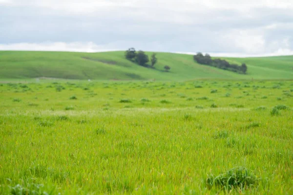 stock image grass growing in a field. long pasture growing on a farm in spring. cattle feed in summer