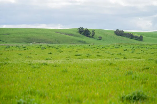 Трава Растет Поле Длинное Пастбище Растущее Ферме Весной Корма Скота — стоковое фото