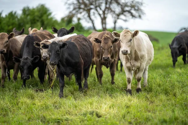 Βιώσιμη Γεωργία Αγελάδα Αγρόκτημα Ένα Χωράφι Αγελάδες Βοείου Κρέατος Ένα — Φωτογραφία Αρχείου