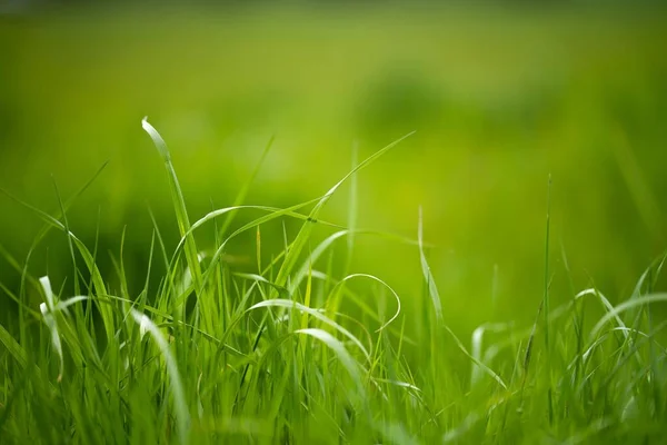 オーストラリアの農場で春になると草が生え — ストック写真
