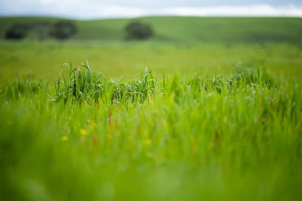 Pastos Que Crecen Campo Pasto Ganado Que Crece Potrero Primavera — Foto de Stock