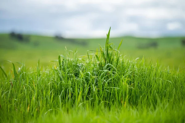 畑で草が生えています 春になると農場で長い牧草地ができ — ストック写真