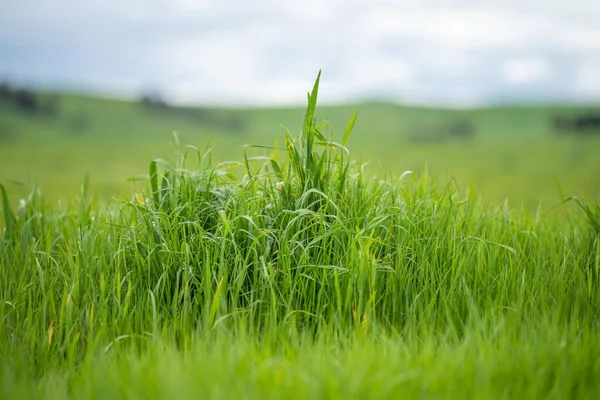 Pastos Que Crecen Campo Pasto Ganado Que Crece Potrero Primavera — Foto de Stock