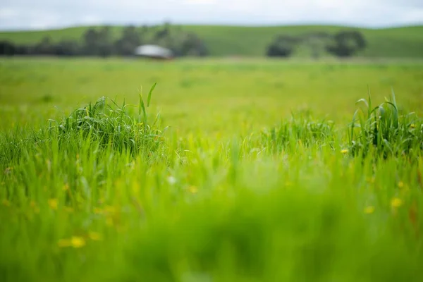 Hierba Que Crece Una Granja Australia Primavera — Foto de Stock