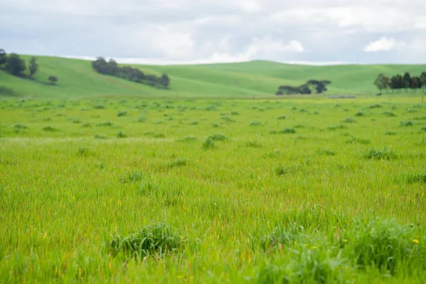 stock image pasture growing in a field. cattle grass growing in a paddock in sprin