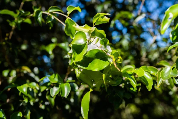 春にクイーンズランド州の野生の国立公園で育つ熱帯植物は — ストック写真