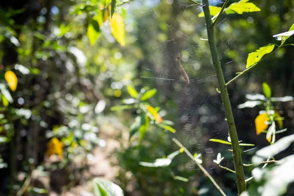 春にクイーンズランド州の野生の国立公園で育つ熱帯植物は — ストック写真
