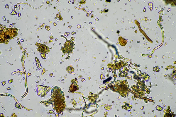 현미경 미생물 봄철에 퇴비에서 영양분을 순환시키는 — 스톡 사진
