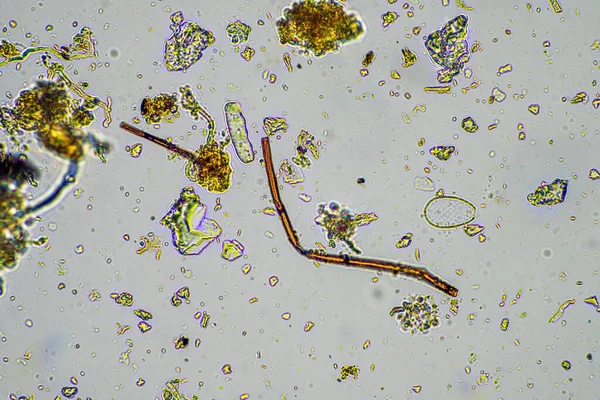 Bodemmicro Organismen Met Bodemschimmels Die Compost Groeien Een Biologische Boerderij — Stockfoto