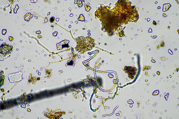 soil microorganisms, with soil fungi hyphae growing in the compost in a farm which is organic