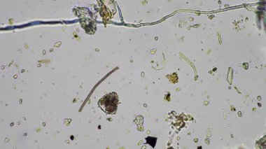 plant scientist working in agriculture, soil scientist studying soil microorganisms in america