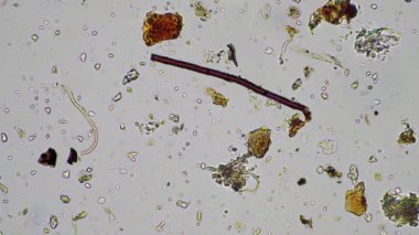 plant scientist working in agriculture, soil scientist studying soil microorganisms in america