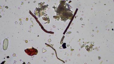 plant scientist working in agriculture, soil scientist studying soil microorganisms in america