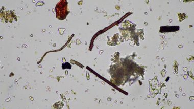 plant scientist working in agriculture, soil scientist studying soil microorganisms in america