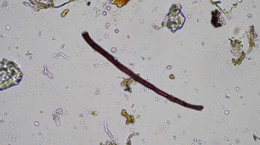 plant scientist working in agriculture, soil scientist studying soil microorganisms in america