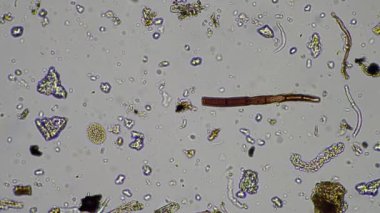 plant scientist working in agriculture, soil scientist studying soil microorganisms in america