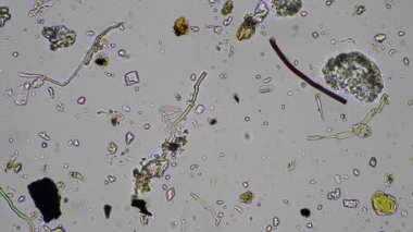 plant scientist working in agriculture, soil scientist studying soil microorganisms in america