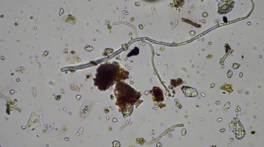 plant scientist working in agriculture, soil scientist studying soil microorganisms in america