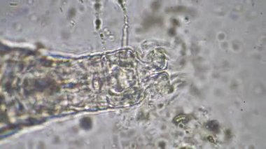 plant scientist working in agriculture, soil scientist studying soil microorganisms in america