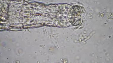plant scientist working in agriculture, soil scientist studying soil microorganisms in america