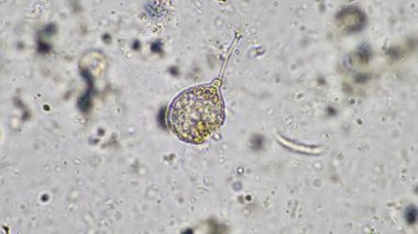 plant scientist working in agriculture, soil scientist studying soil microorganisms in america