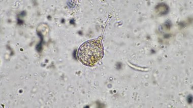 plant scientist working in agriculture, soil scientist studying soil microorganisms in america