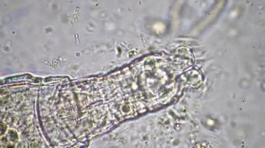 plant scientist working in agriculture, soil scientist studying soil microorganisms in america