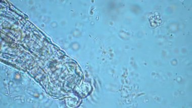 plant scientist working in agriculture, soil scientist studying soil microorganisms in america