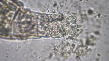 plant scientist working in agriculture, soil scientist studying soil microorganisms in america