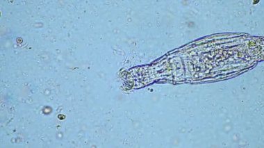 plant scientist working in agriculture, soil scientist studying soil microorganisms in america
