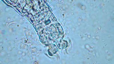 plant scientist working in agriculture, soil scientist studying soil microorganisms in america