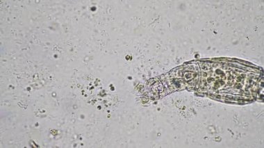 plant scientist working in agriculture, soil scientist studying soil microorganisms in america