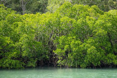 Yazın Queensland 'deki yabani ve ulusal parklarda tropik bitkiler yetişir.