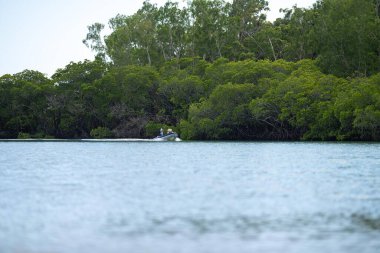 Yazın Queensland 'deki yabani ve ulusal parklarda tropik bitkiler yetişir.