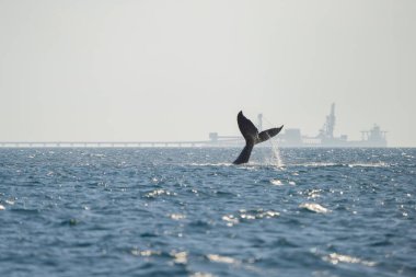 İlkbaharda Queensland Avustralya 'da kambur balinanın kuyruğu