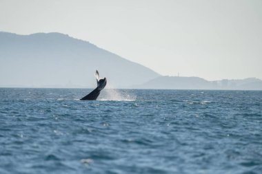 İlkbaharda Queensland Avustralya 'da kambur balinanın kuyruğu