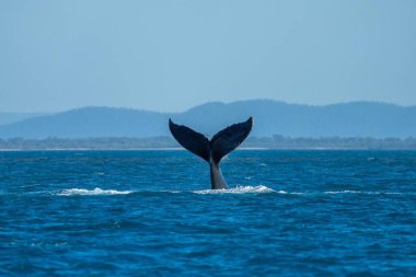 İlkbaharda Queensland Avustralya 'da kambur balinanın kuyruğu
