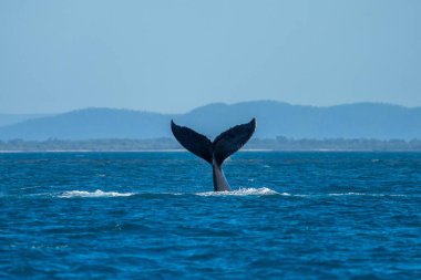 whale tail of a humpback whale in queensland australia in spring clipart