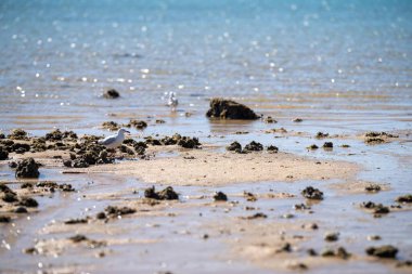 Turistler yaz aylarında tropik bir plajda tatil yapıyorlar.