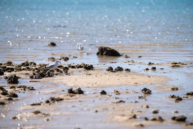 Queensland Avustralya 'da tropikal bir kumsalda turistler