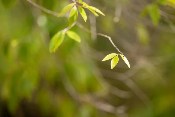 夏にクイーンズランド州の野生の国立公園で育つ熱帯植物は — ストック写真