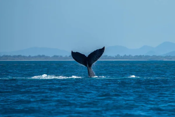 Stock image whale tail of a humpback whale in queensland australia in spring