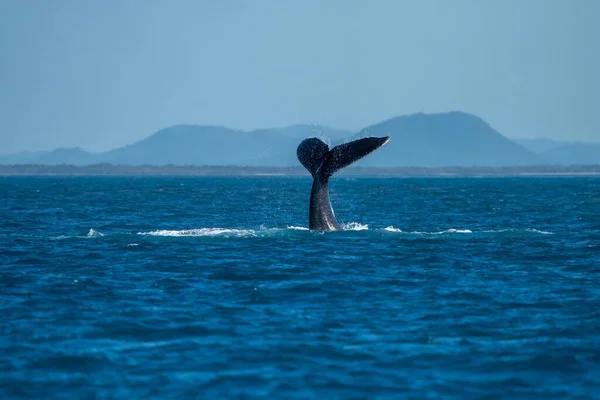 Whale Tail Humpback Whale Queensland Australia Spring — Stock Photo, Image