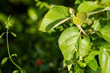 Amatör tenisçi Melbourne, Avustralya 'da çimlerin üzerinde tenis oynuyor. 