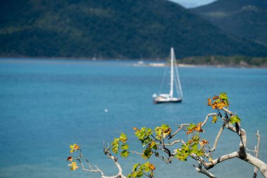 Queensland Avustralya 'daki büyük bariyer resiflerinde yaz aylarında yat ve teknelerle seyahat ediyorlar.