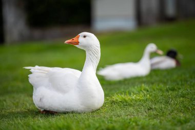 Kanada 'da bir parkta yaz mevsiminde ördek ve kaz otluyor.