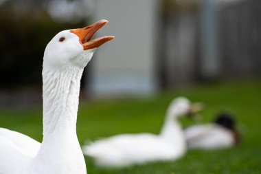 Kanada 'da bir parkta yaz mevsiminde ördek ve kaz otluyor.