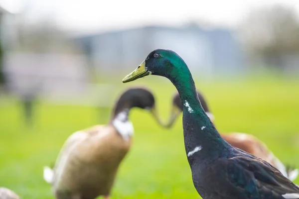 Enten Und Gänse Weiden Sommer Auf Gras Einem Park Kanada — Stockfoto
